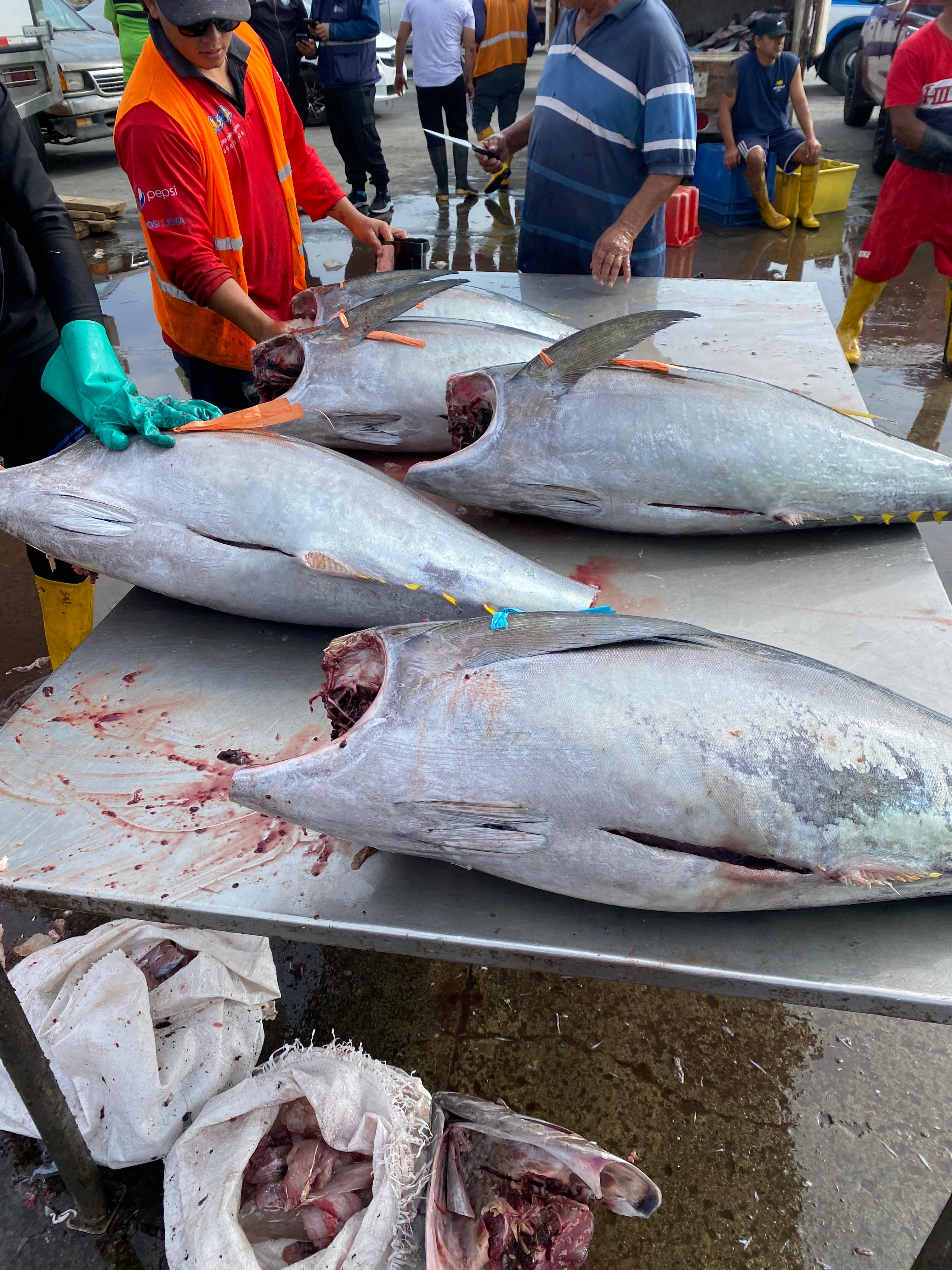 Foto Atún de Aleta Amarilla