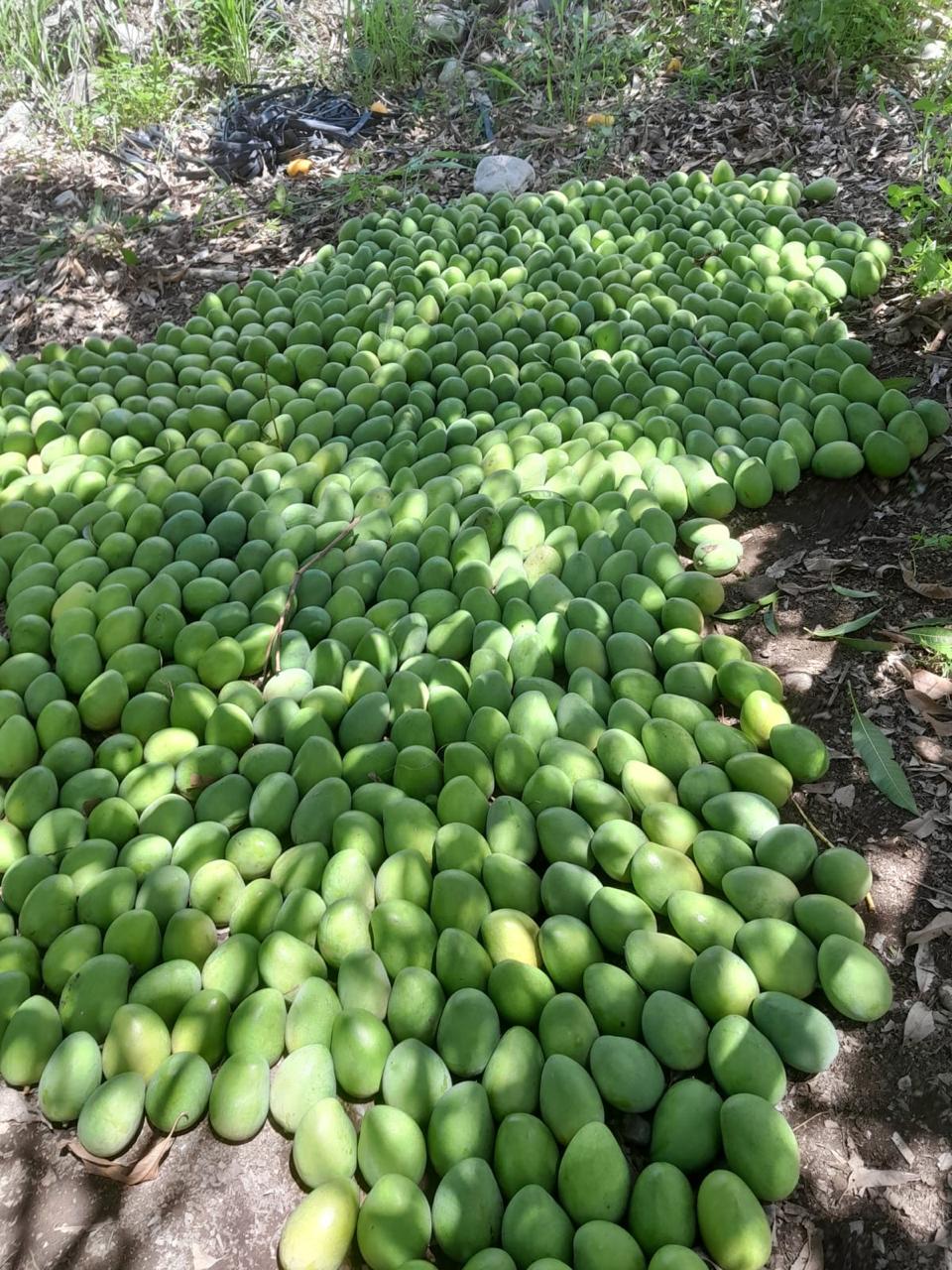Foto Mango Mingolo