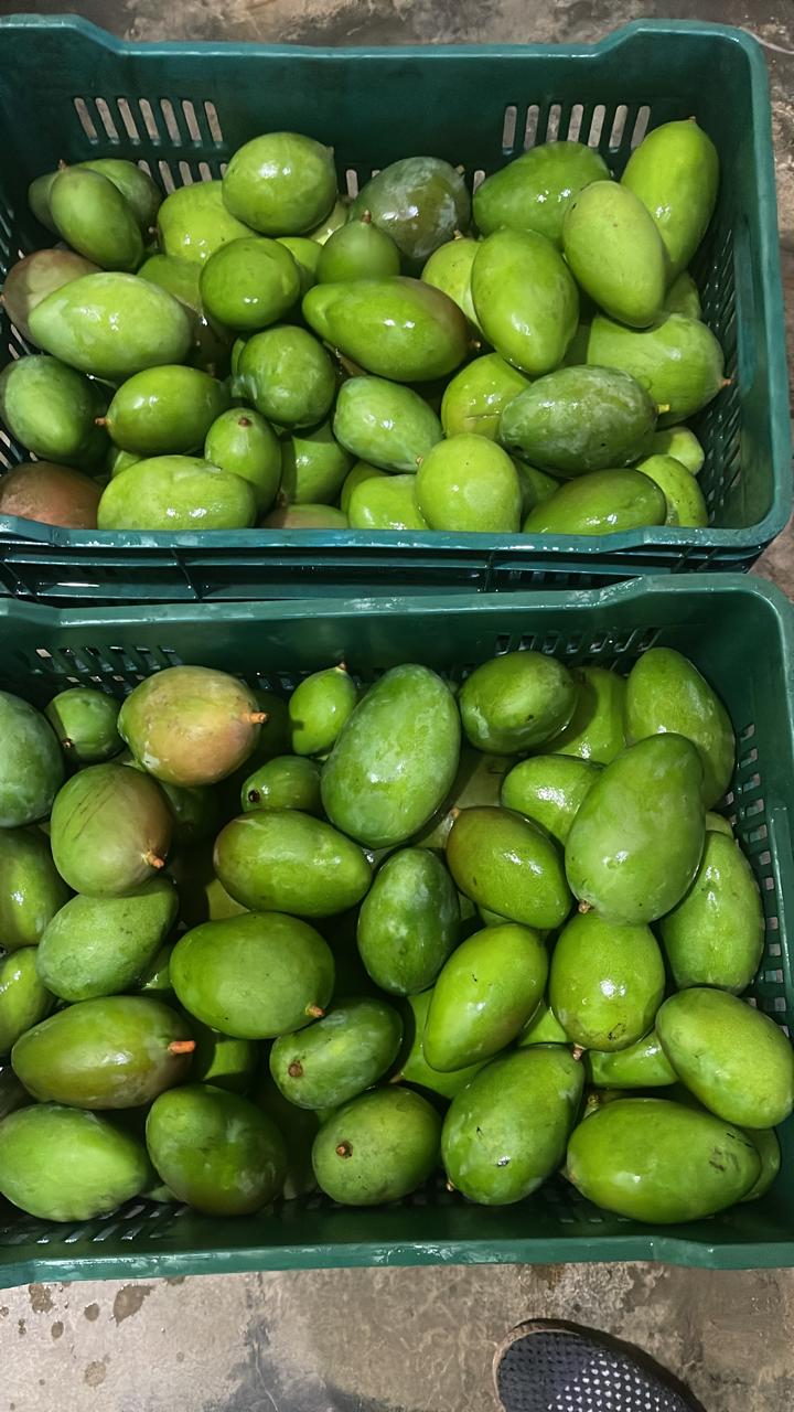 Mango Verde