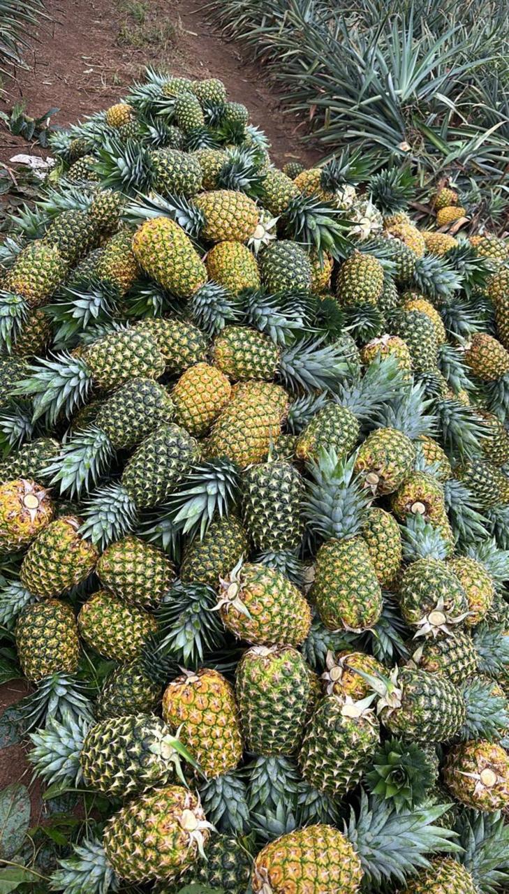 Piña